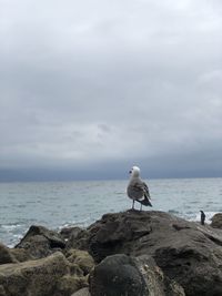 Seagull perching on rock by sea against sky