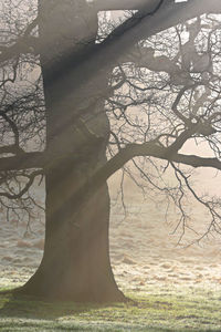 Sunlight falling on bare tree in forest