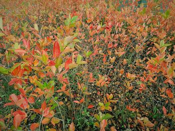 Full frame shot of multi colored leaves