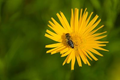 Bee on yellow flower