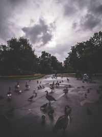 Swans on shore against sky