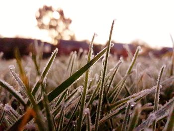 Close-up of plants growing on field