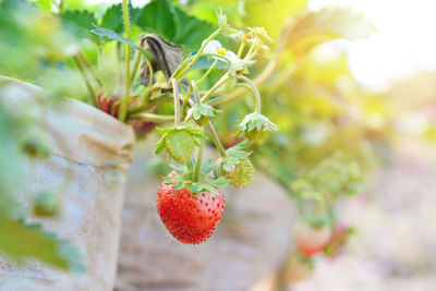 Close-up of strawberry