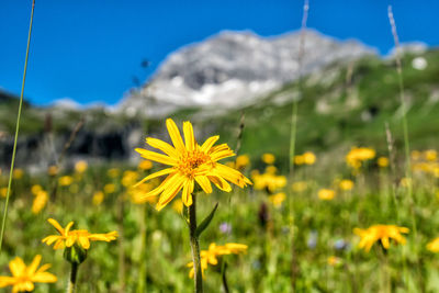 Close-up of yellow flowering plant on field against sky