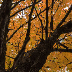 Close-up of tree trunk during autumn