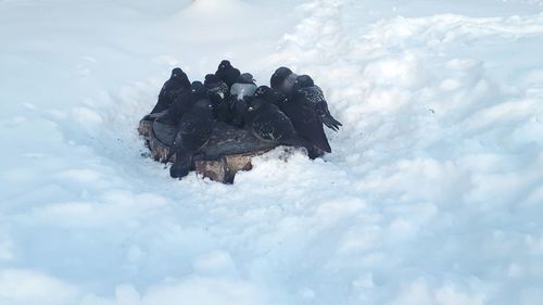 Close-up of an animal on snow covered land