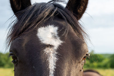 Close-up of a horse head