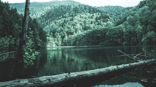 Scenic view of lake in forest