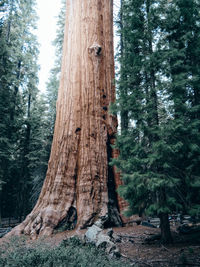 Pine tree trunk in forest