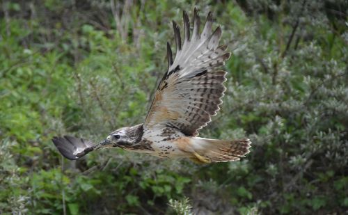 Close-up of bird flying