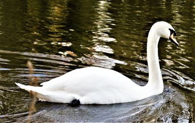 Close-up of swan swimming on lake