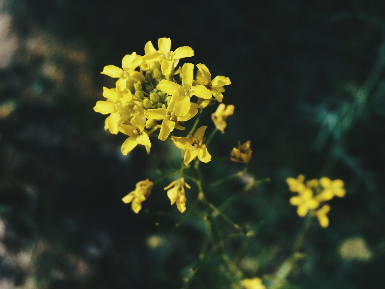 flower, yellow, petal, freshness, fragility, growth, beauty in nature, flower head, blooming, nature, plant, close-up, focus on foreground, in bloom, selective focus, blossom, outdoors, no people, botany, stem