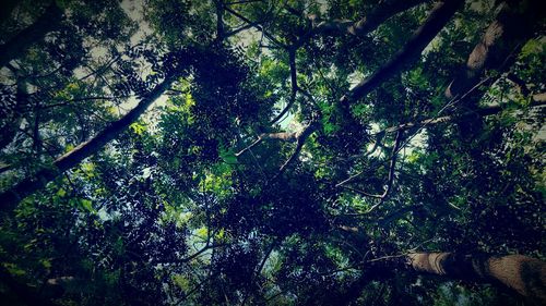 Low angle view of tree against sky