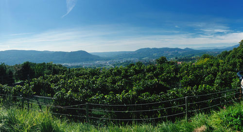 Scenic view of forest against sky