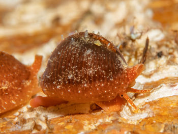 Close-up of crab