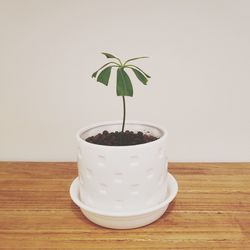 Close-up of potted plant on table