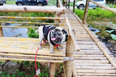 High angle view of dog on footpath by railing