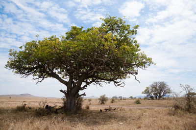 Tree on field against sky