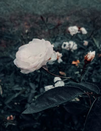 High angle view of flowering plant on field