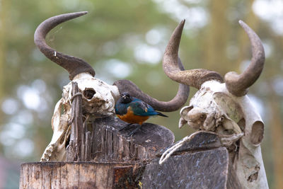 Close-up of birds perching on wooden post