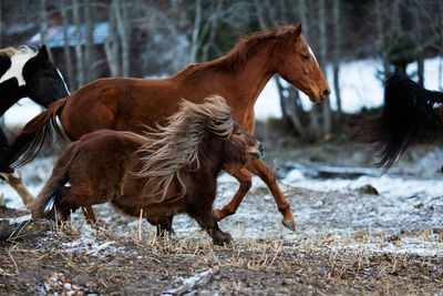 Horse running outdoors