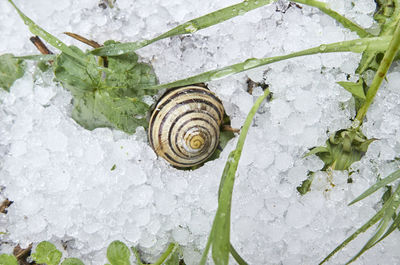 Close-up of snail on leaf