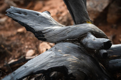 Dead old juniper trunk closeup