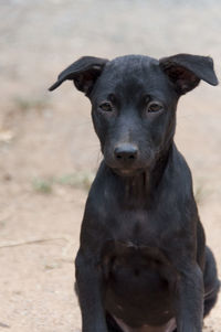 Portrait of dog