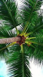 Low angle view of palm tree against sky