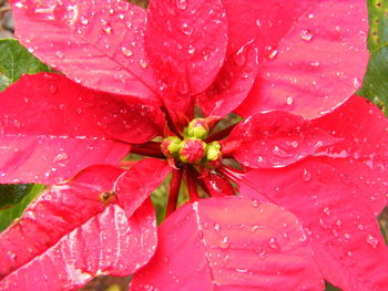 Close-up of water drops on pink flower