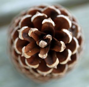 Close-up of an isloated pine cone for christmas decoration