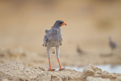 Close-up of bird perching on rock