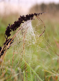 Close-up of spider on web