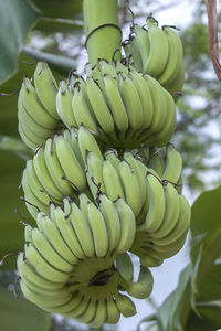 Low angle view of bananas hanging on tree