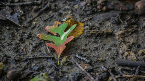 High angle view of maple leaf on land
