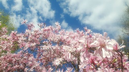 Low angle view of flower tree against sky