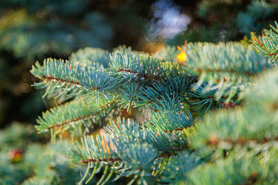 Evergreen tree branches of the new year tree. a tree with needles on the branches. close-up.