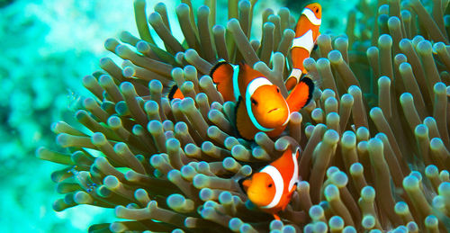 Close-up of fish swimming in sea