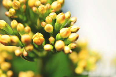 Close-up of flowers against blurred background