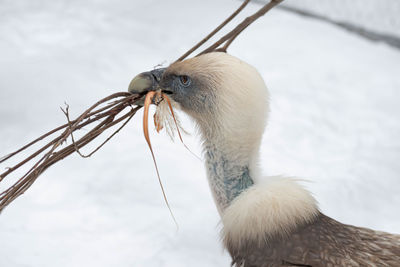 Close-up of a bird on snow