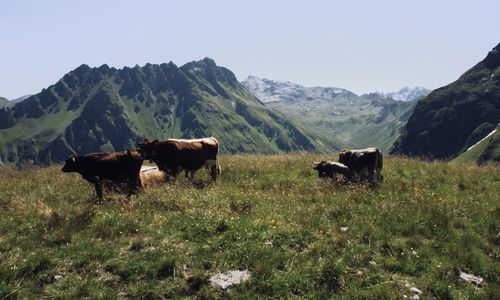 Cows in a field