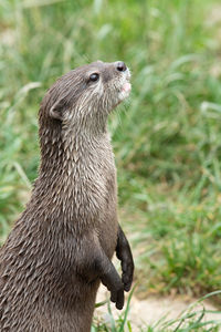 Portrait of an asain small clawed otter standing up