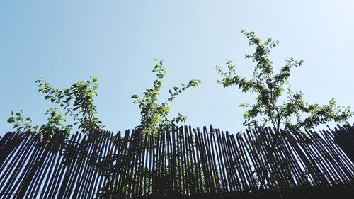 Low angle view of trees against clear blue sky