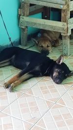 Portrait of dog relaxing on floor at home