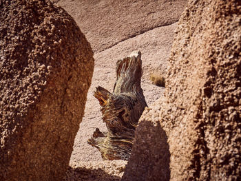 Tree trunk in between rocks