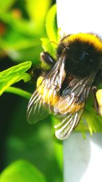 Close-up of bee on plant
