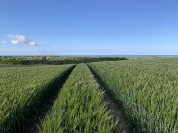 Scenic view of agricultural field against blue sky