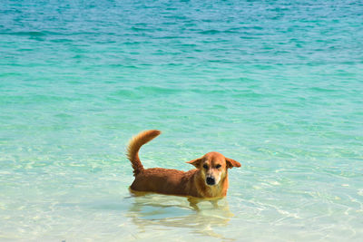 Portrait of dog in the sea