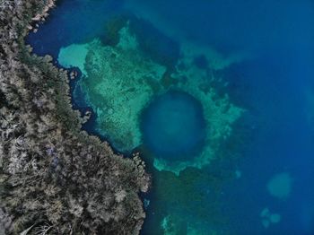 View of coral in sea