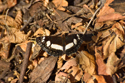 High angle view of butterfly on dry leaves